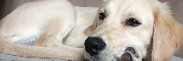 RileeZeinert Profile Banner