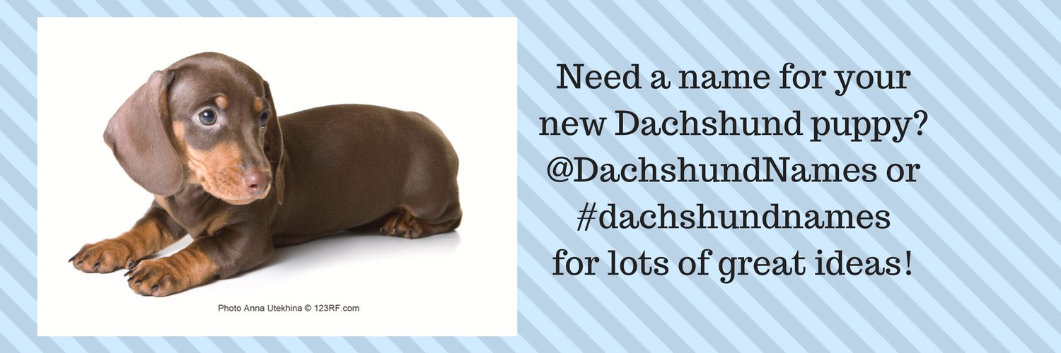 DachshundNames's profile banner image