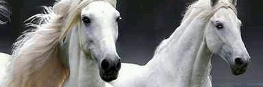 EmanGhellali's profile banner image