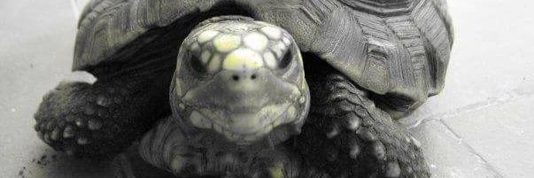 Andrea Echeverry-Alcendra💚🐢 banner