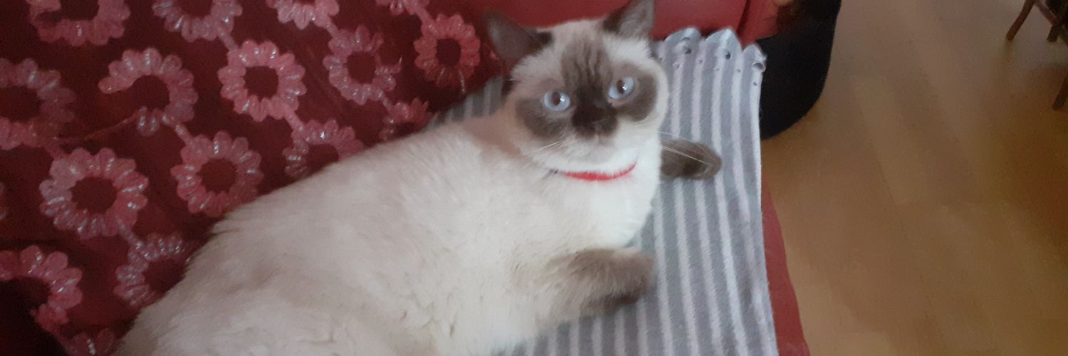 milja6's profile banner image