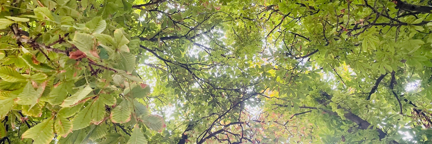 hessheimer's profile banner image