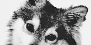MEMZOOH's profile banner image
