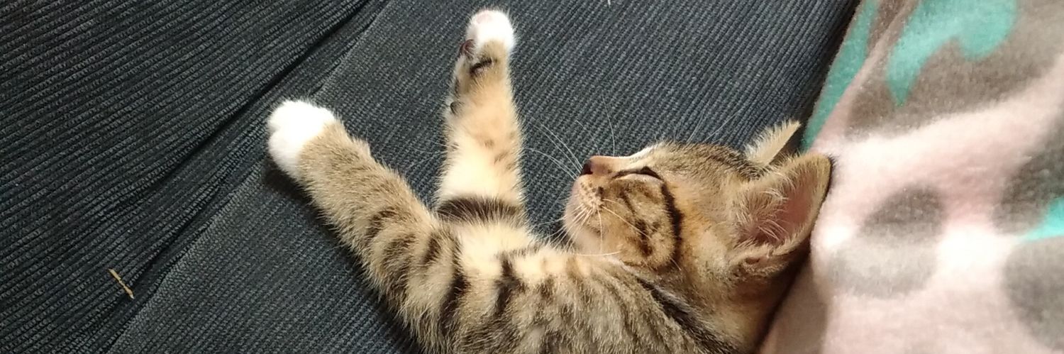 nekojoutyu's profile banner image