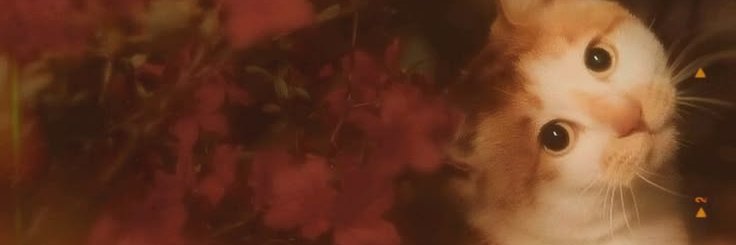 Synakmain's profile banner image