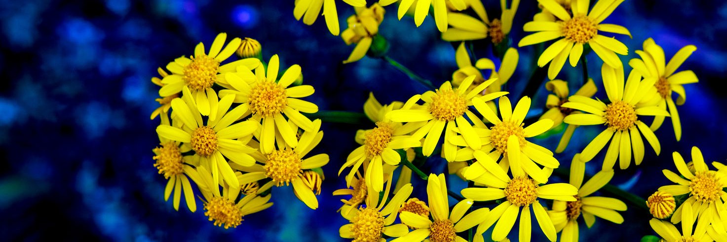 Whatever Blog banner