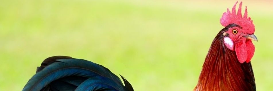 $MEME SEASON 🚀🤑 banner