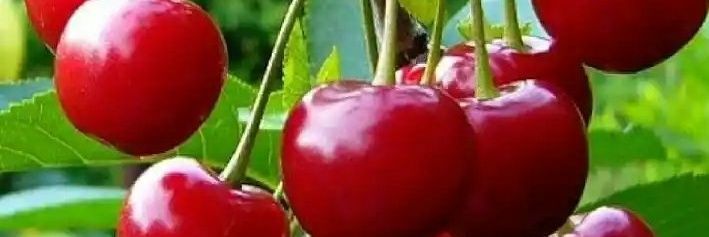 Els Van De Watering banner