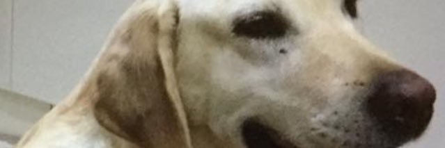 stolen.. help bring daisy dog home. OFFICIAL GROUP banner