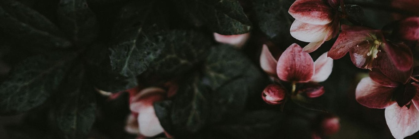 CannotVeritas's profile banner image