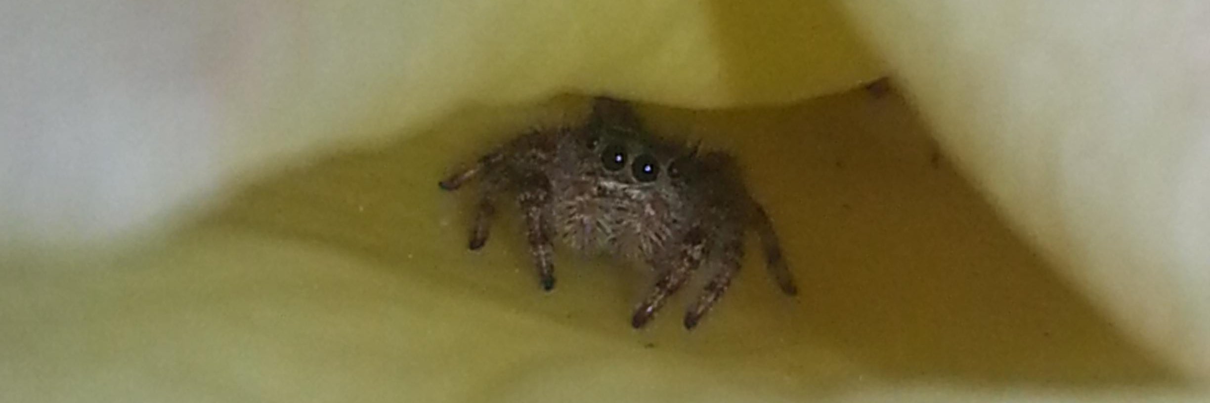 @dumbcreature.bsky.social banner