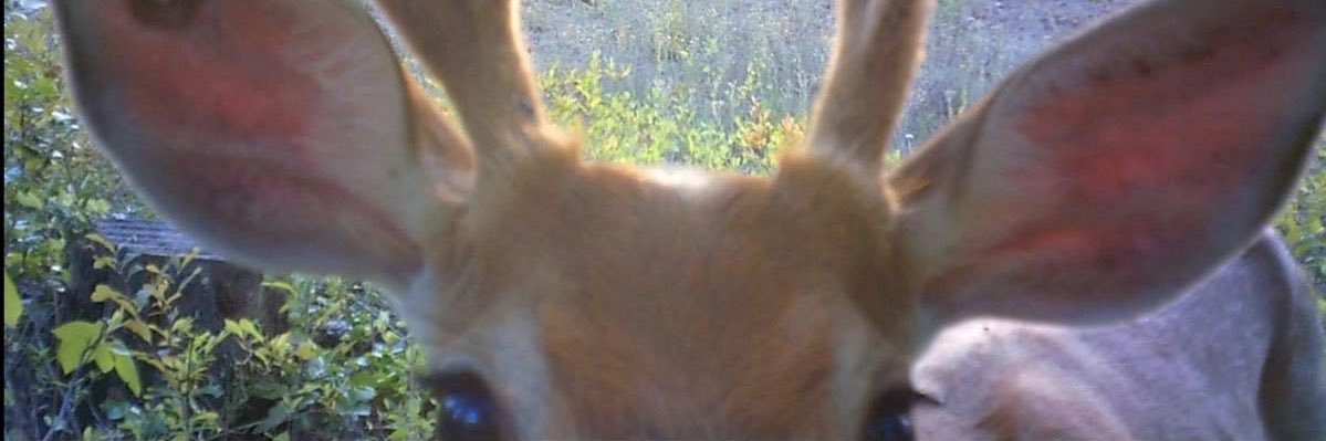 FemmeLuvr3000 banner