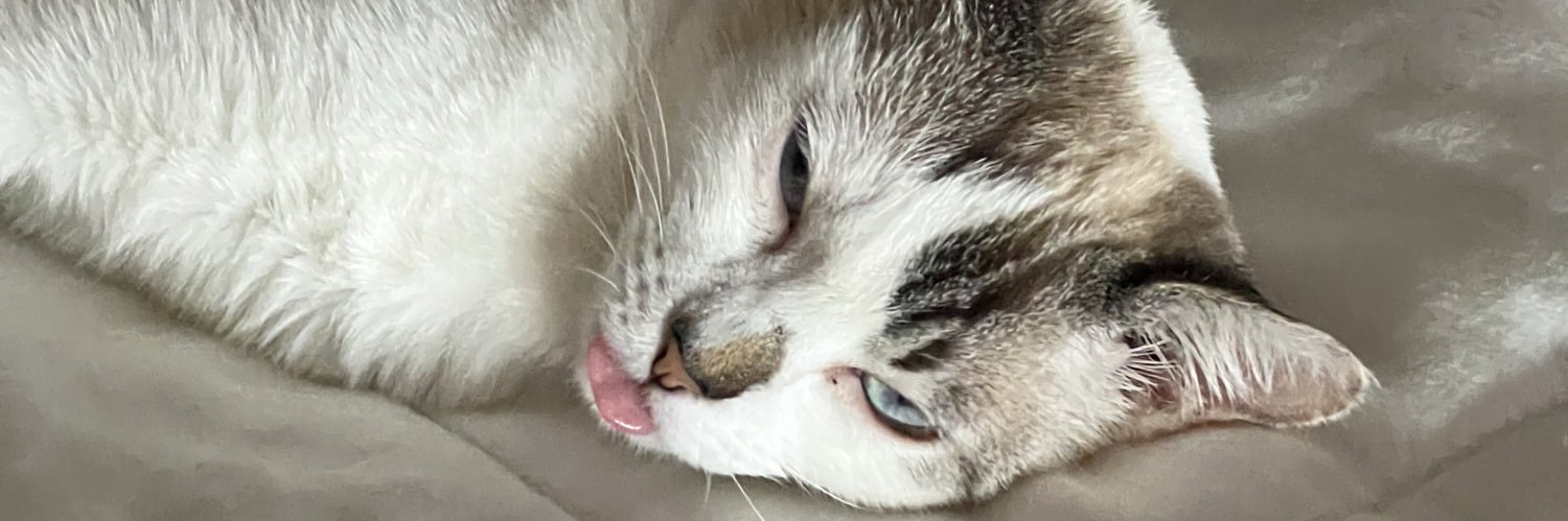 sofia santino banner