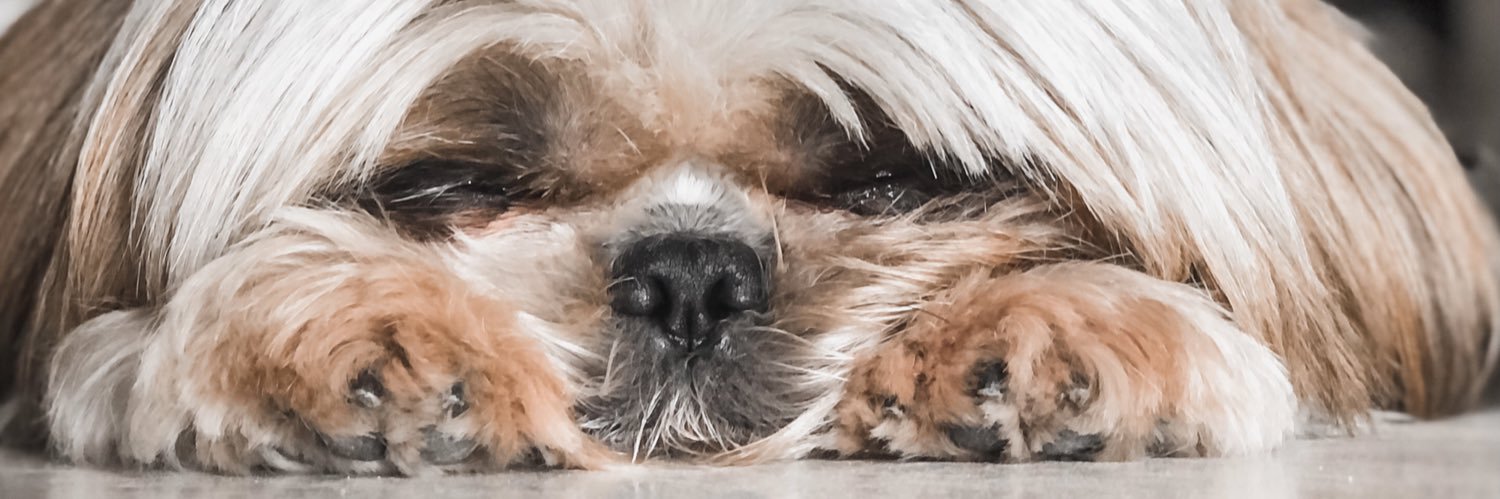 dayseeleandro's profile banner image