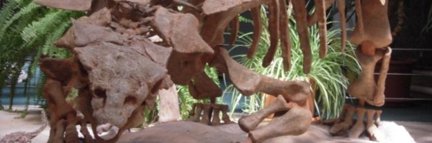 Cassandra smith🐲 banner