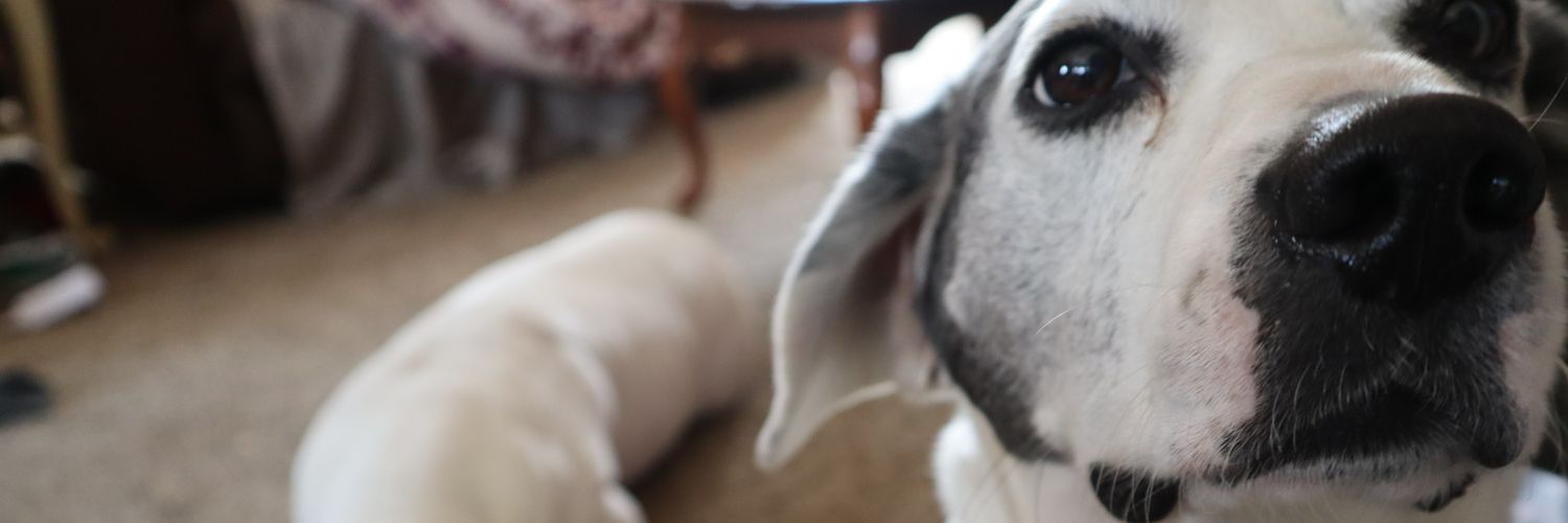 JessieWayyy's profile banner image