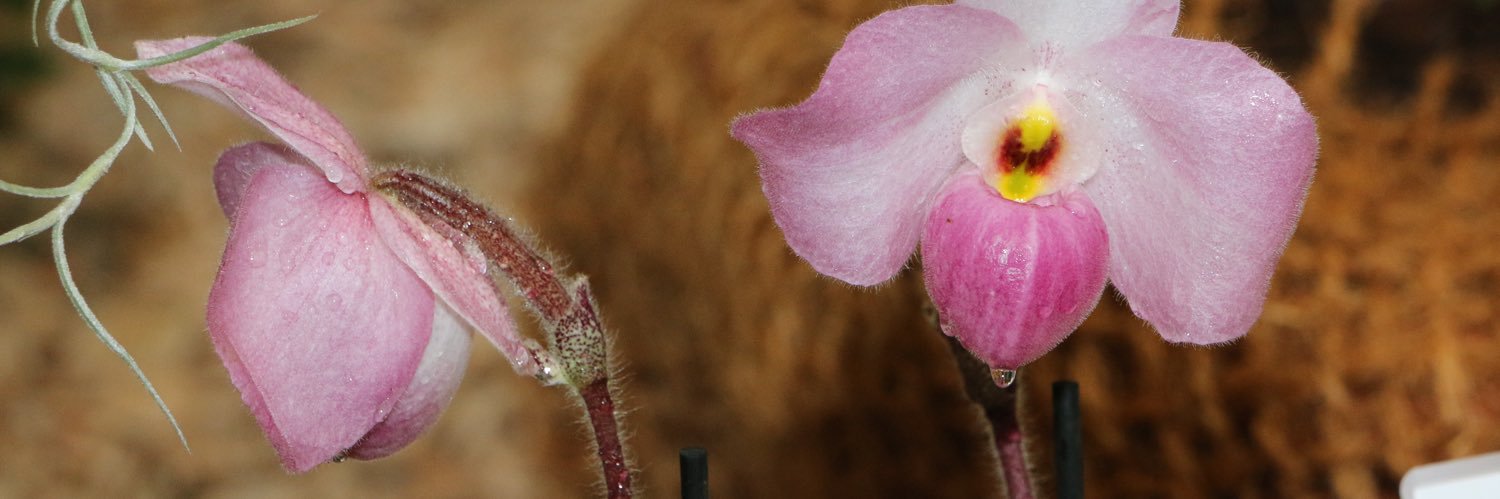 Orchideenfans's profile banner image