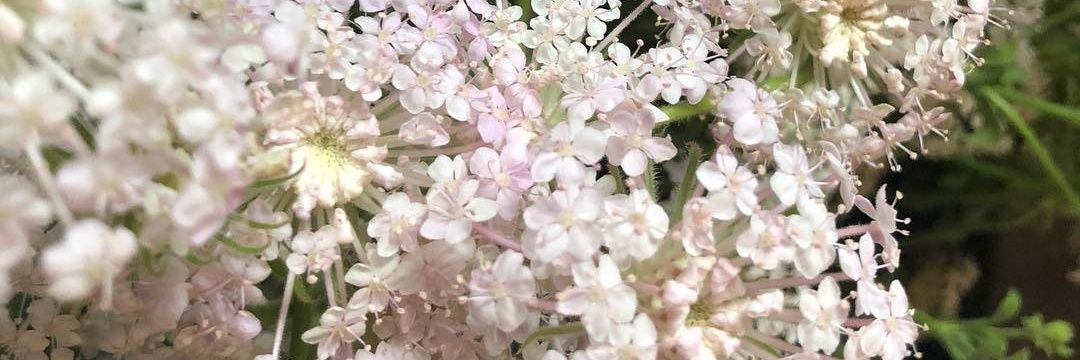 woplpr🍒 banner