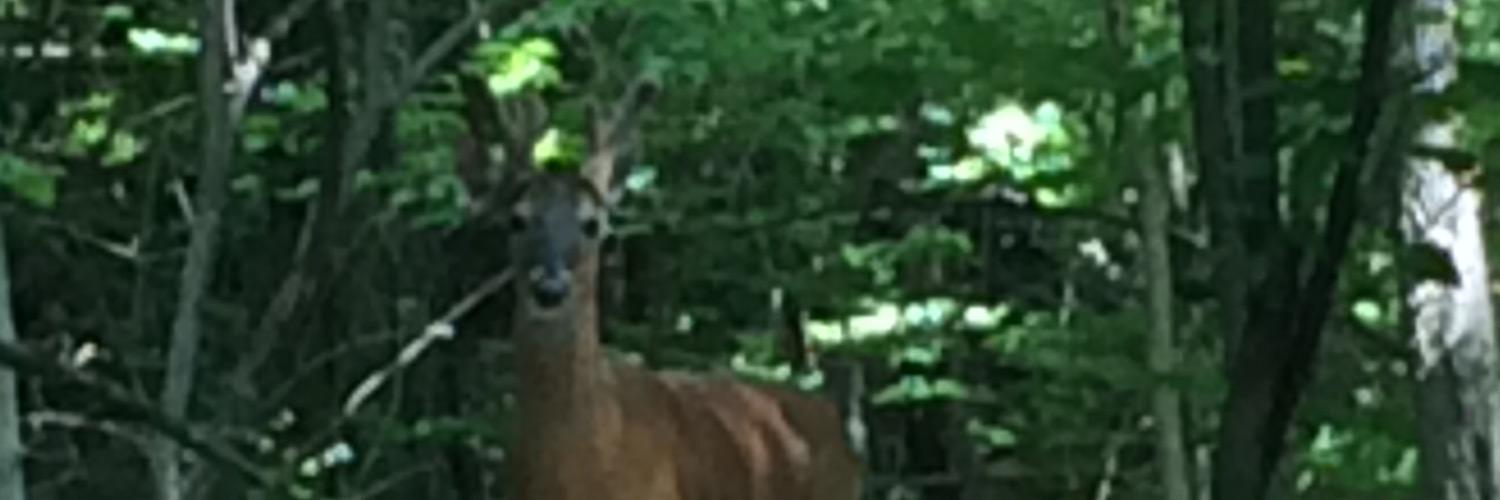 Ohiotrout's profile banner image