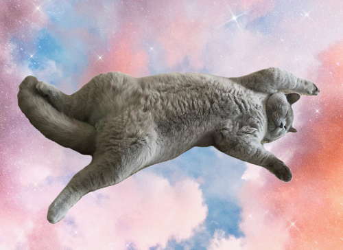 Caturday Content's banner