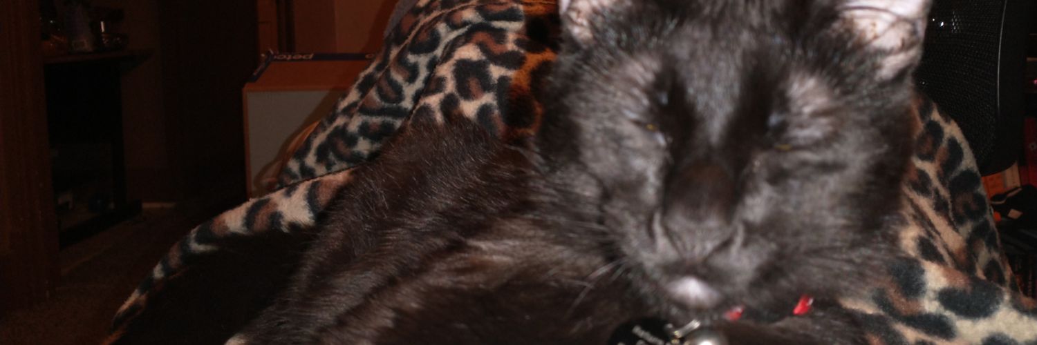 penguinsandyet's profile banner image