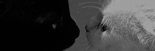 ٩(๑❛ᴗ❛๑)۶ | кσσкιєѕвη banner