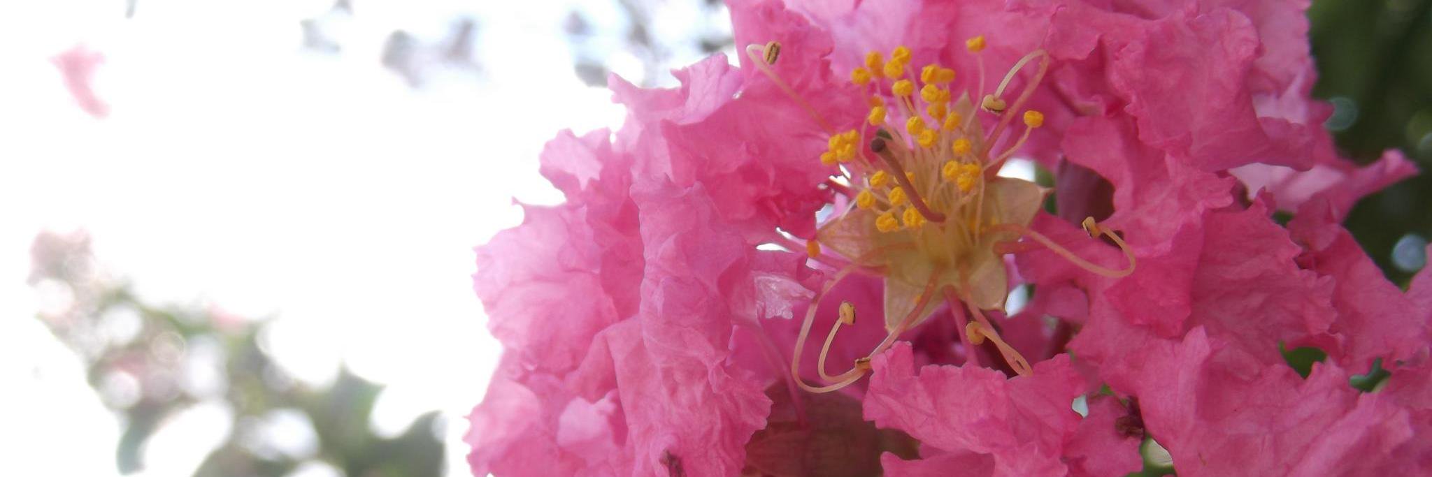 Svenovid's profile banner image