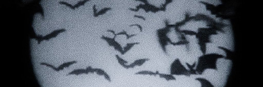 ݁₊ ⊹ ᴺᵃᵗᵃˢʰᵃ｡𖦹° . banner