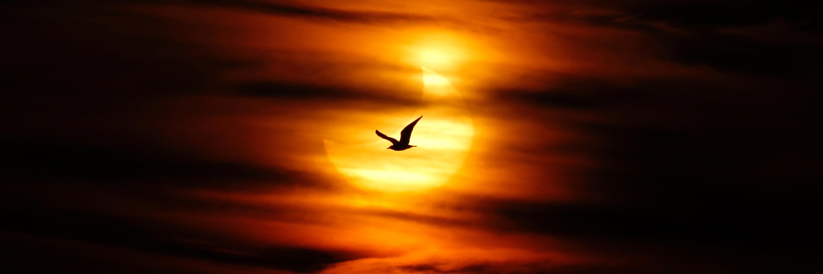 𝕁𝕠𝕟 ℕ𝕒𝕫𝕔𝕒 banner