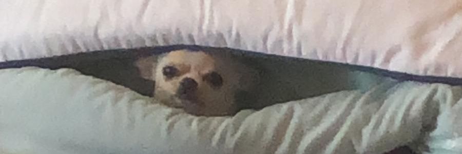 CarbaDavid's profile banner image