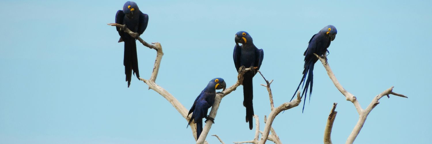 Angiewildbird's profile banner image