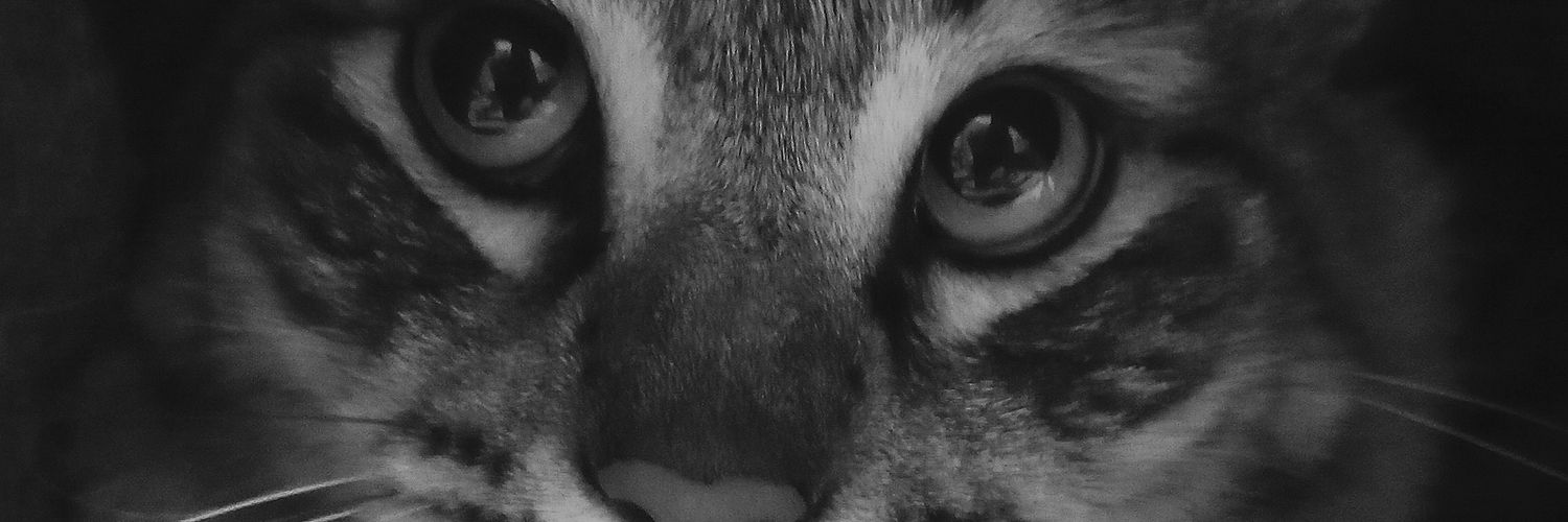 VaragnoloCarla's profile banner image