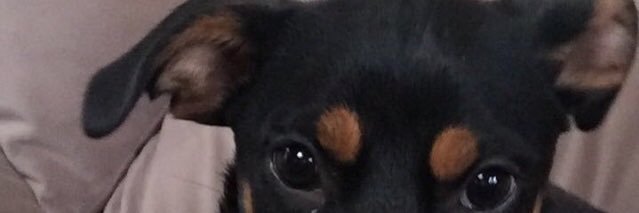 MacDonaldSnipes's profile banner image
