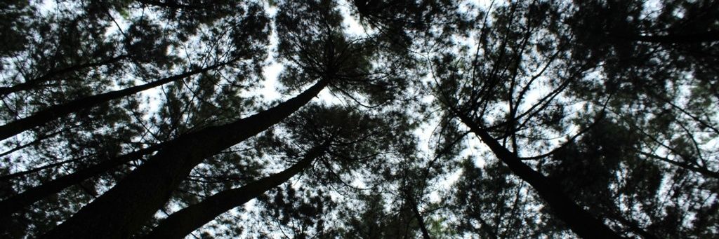 widiantoHS's profile banner image