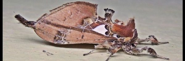 lepidos_Rachit Profile Banner