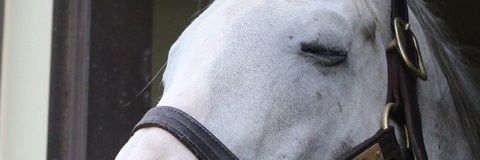 nerororoooo's profile banner image