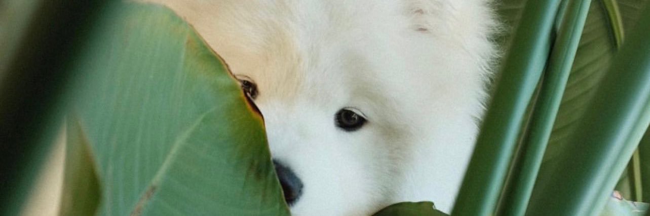 ___chocomintt's profile banner image