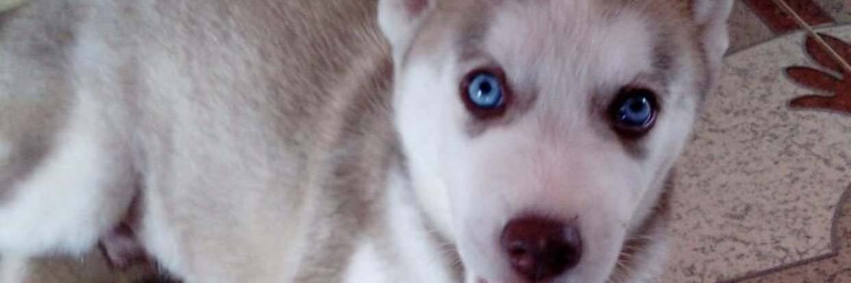jalexis_04's profile banner image