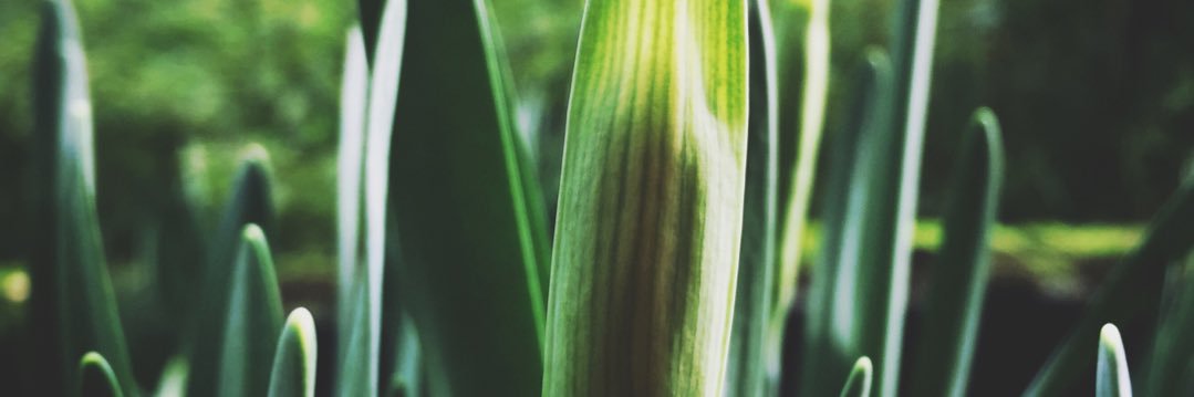 irachesoria's profile banner image