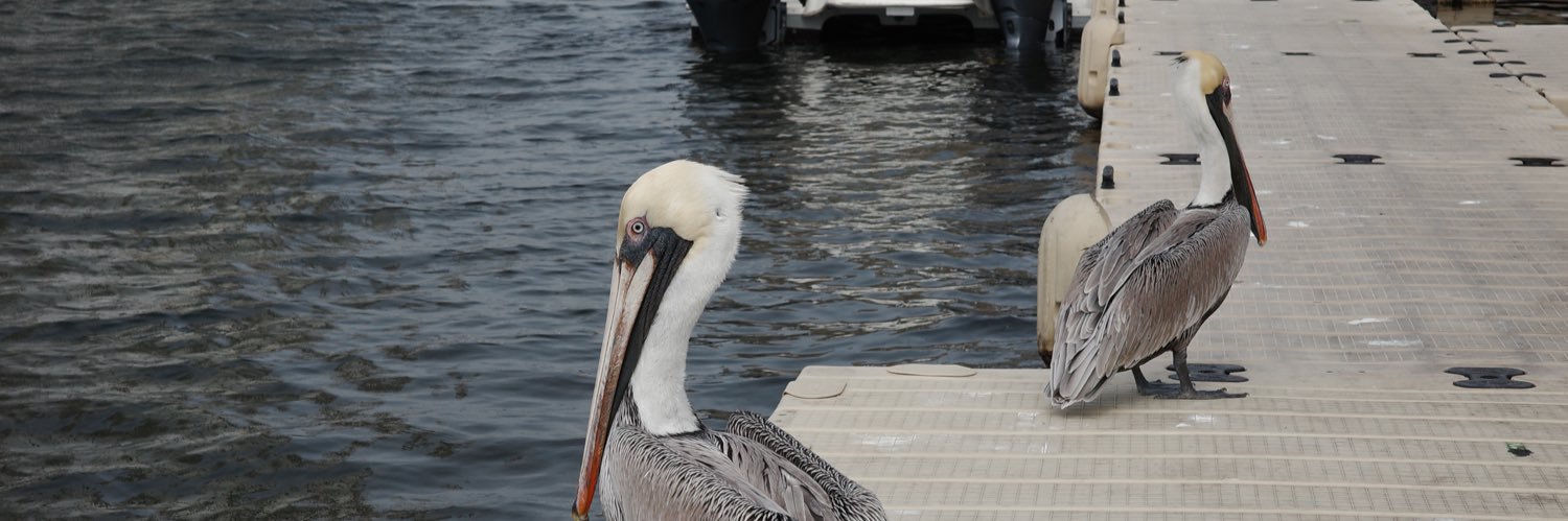 Jonathan  Gustafson banner