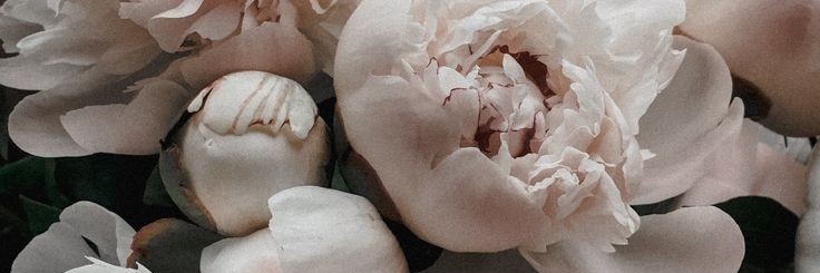 arin_ni's profile banner image