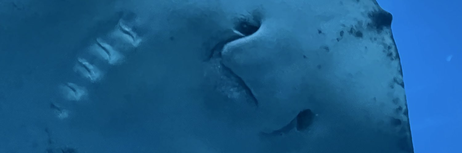 J5 banner