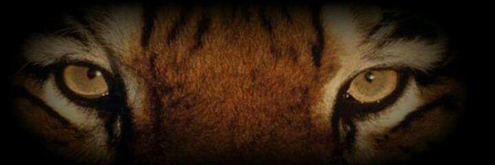 antontkd's profile banner image