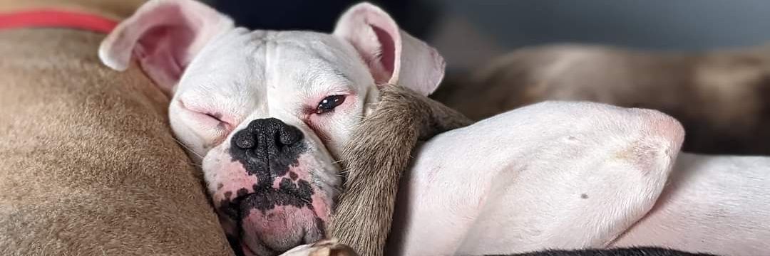 Angela Collins MD, PhD banner