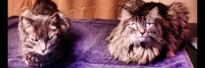 Kleopuss's profile banner image