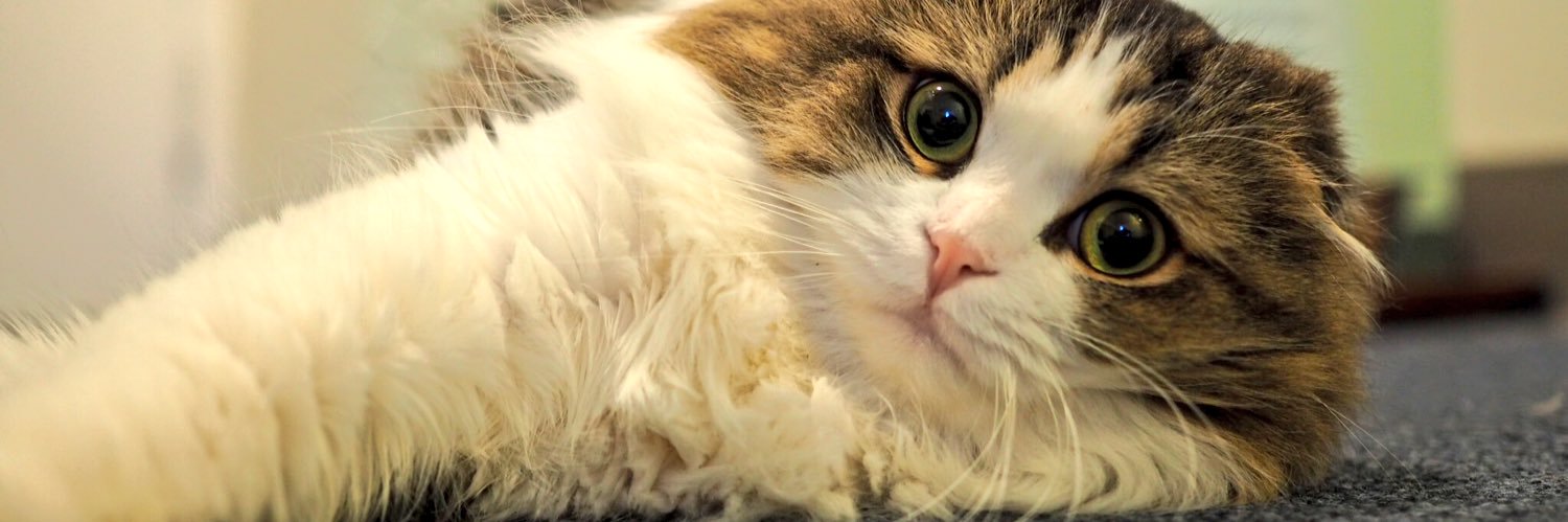 Koichiro Shiba banner