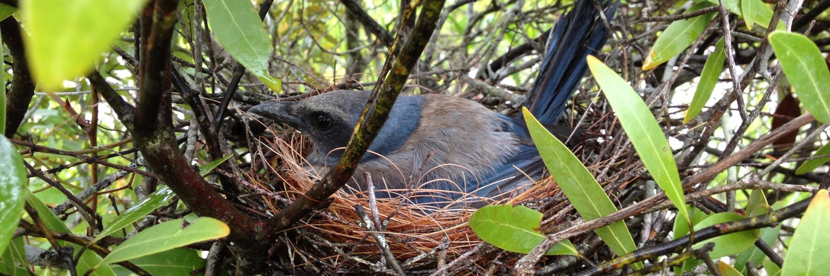 Stephen Ferguson banner