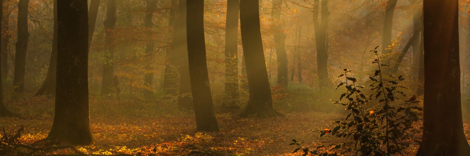 ceesvgnl's profile banner image