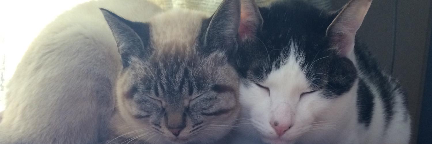 toto_com's profile banner image