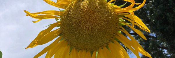 ClaireWolters Profile Banner